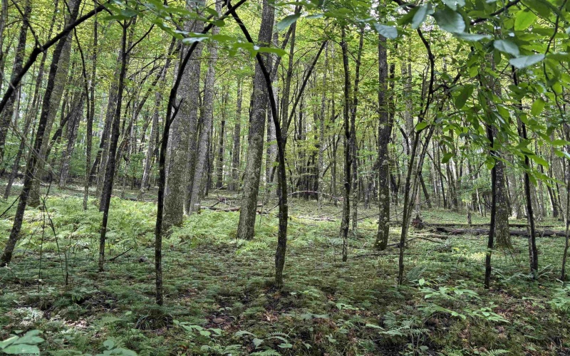 96 Donnie Hill Road, Belington, West Virginia 26250, 0 , 0 ,0,Lots/land,For Sale,Donnie Hill,0,10166450