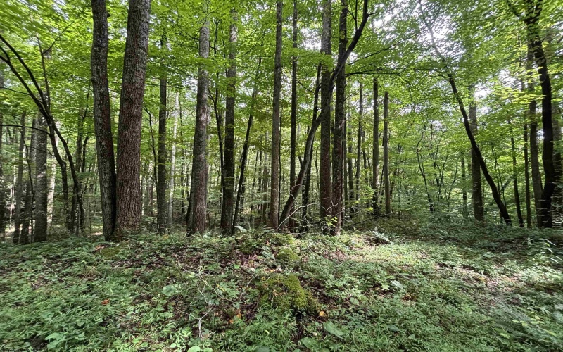 96 Donnie Hill Road, Belington, West Virginia 26250, 0 , 0 ,0,Lots/land,For Sale,Donnie Hill,0,10166450