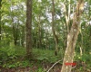 941 Sammy Run, Crawford, West Virginia 26447, 0 , 0 ,0,Lots/land,For Sale,Sammy,0,10166466