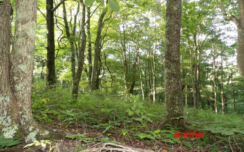 941 Sammy Run, Crawford, West Virginia 26447, 0 , 0 ,0,Lots/land,For Sale,Sammy,0,10166466