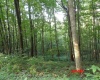 941 Sammy Run, Crawford, West Virginia 26447, 0 , 0 ,0,Lots/land,For Sale,Sammy,0,10166466