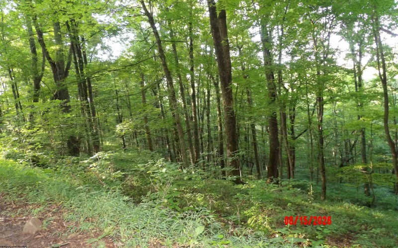 941 Sammy Run, Crawford, West Virginia 26447, 0 , 0 ,0,Lots/land,For Sale,Sammy,0,10166466