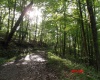 941 Sammy Run, Crawford, West Virginia 26447, 0 , 0 ,0,Lots/land,For Sale,Sammy,0,10166466