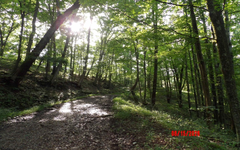 941 Sammy Run, Crawford, West Virginia 26447, 0 , 0 ,0,Lots/land,For Sale,Sammy,0,10166466