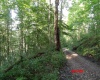 941 Sammy Run, Crawford, West Virginia 26447, 0 , 0 ,0,Lots/land,For Sale,Sammy,0,10166466