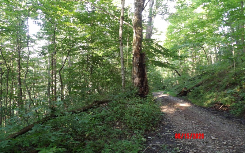 941 Sammy Run, Crawford, West Virginia 26447, 0 , 0 ,0,Lots/land,For Sale,Sammy,0,10166466