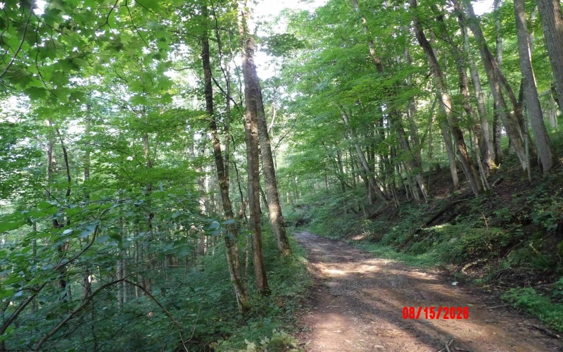 941 Sammy Run, Crawford, West Virginia 26447, 0 , 0 ,0,Lots/land,For Sale,Sammy,0,10166466