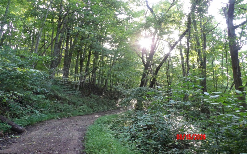 941 Sammy Run, Crawford, West Virginia 26447, 0 , 0 ,0,Lots/land,For Sale,Sammy,0,10166466