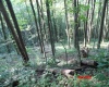 941 Sammy Run, Crawford, West Virginia 26447, 0 , 0 ,0,Lots/land,For Sale,Sammy,0,10166466