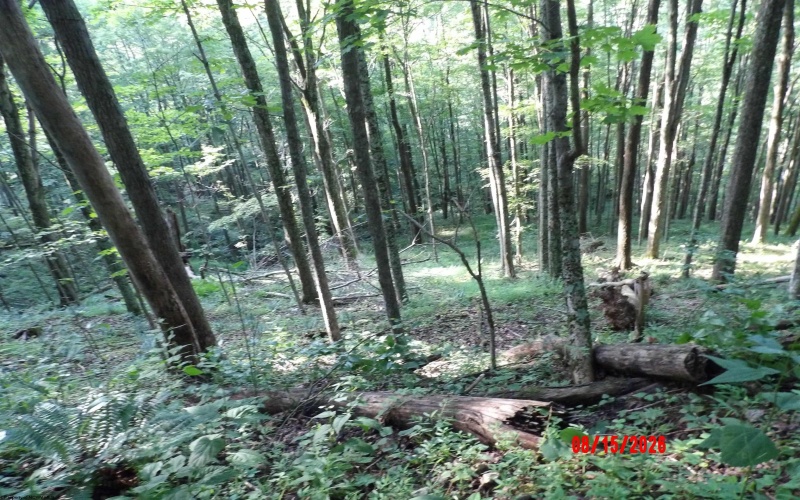 941 Sammy Run, Crawford, West Virginia 26447, 0 , 0 ,0,Lots/land,For Sale,Sammy,0,10166466