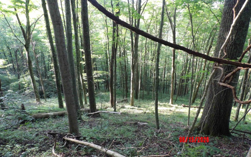 941 Sammy Run, Crawford, West Virginia 26447, 0 , 0 ,0,Lots/land,For Sale,Sammy,0,10166466