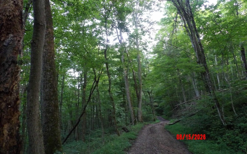 941 Sammy Run, Crawford, West Virginia 26447, 0 , 0 ,0,Lots/land,For Sale,Sammy,0,10166466