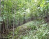 TBD Yellow House Lane, Elkins, West Virginia 26241, 0 , 0 ,0,Lots/land,For Sale,Yellow House,0,10166479
