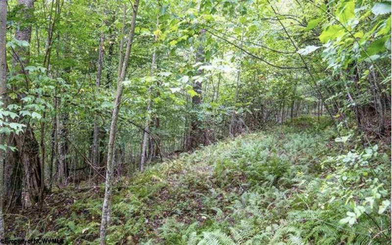 TBD Yellow House Lane, Elkins, West Virginia 26241, 0 , 0 ,0,Lots/land,For Sale,Yellow House,0,10166479