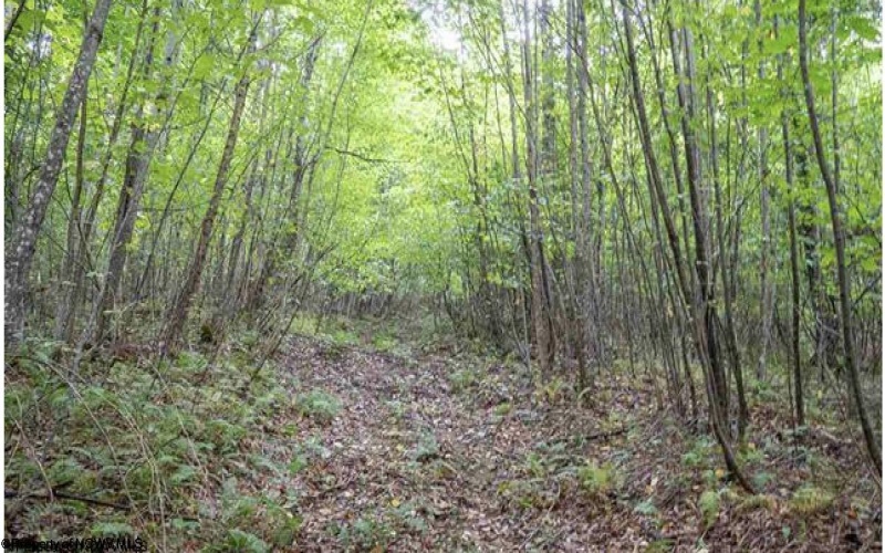 TBD Yellow House Lane, Elkins, West Virginia 26241, 0 , 0 ,0,Lots/land,For Sale,Yellow House,0,10166479