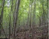 TBD Yellow House Lane, Elkins, West Virginia 26241, 0 , 0 ,0,Lots/land,For Sale,Yellow House,0,10166479