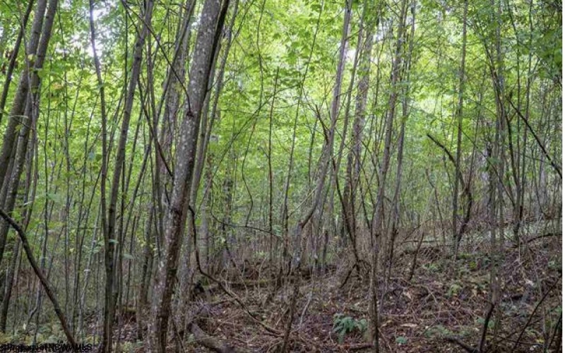 TBD Yellow House Lane, Elkins, West Virginia 26241, 0 , 0 ,0,Lots/land,For Sale,Yellow House,0,10166479