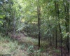 TBD Yellow House Lane, Elkins, West Virginia 26241, 0 , 0 ,0,Lots/land,For Sale,Yellow House,0,10166479