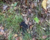 TBD Yellow House Lane, Elkins, West Virginia 26241, 0 , 0 ,0,Lots/land,For Sale,Yellow House,0,10166479