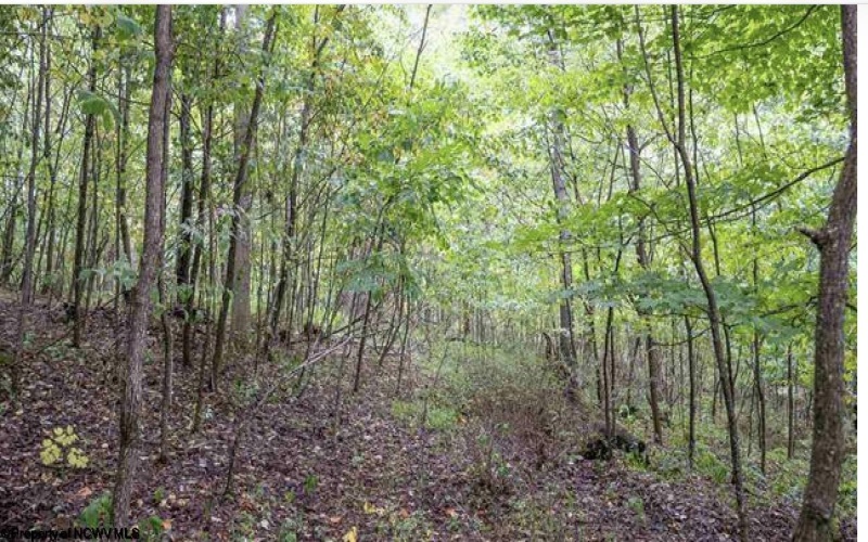 TBD Yellow House Lane, Elkins, West Virginia 26241, 0 , 0 ,0,Lots/land,For Sale,Yellow House,0,10166479