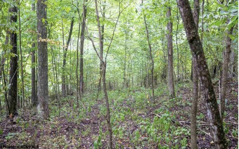 TBD Yellow House Lane, Elkins, West Virginia 26241, 0 , 0 ,0,Lots/land,For Sale,Yellow House,0,10166479