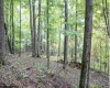 TBD Yellow House Lane, Elkins, West Virginia 26241, 0 , 0 ,0,Lots/land,For Sale,Yellow House,0,10166479