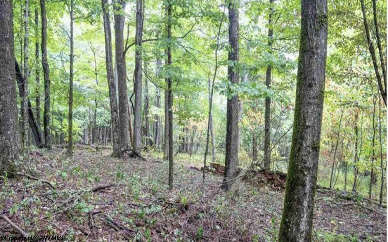 TBD Yellow House Lane, Elkins, West Virginia 26241, 0 , 0 ,0,Lots/land,For Sale,Yellow House,0,10166479