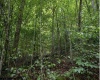 TBD Yellow House Lane, Elkins, West Virginia 26241, 0 , 0 ,0,Lots/land,For Sale,Yellow House,0,10166479