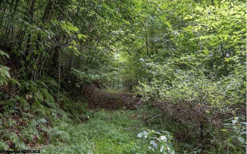 TBD Yellow House Lane, Elkins, West Virginia 26241, 0 , 0 ,0,Lots/land,For Sale,Yellow House,0,10166479