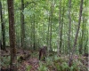 TBD Yellow House Lane, Elkins, West Virginia 26241, 0 , 0 ,0,Lots/land,For Sale,Yellow House,0,10166479