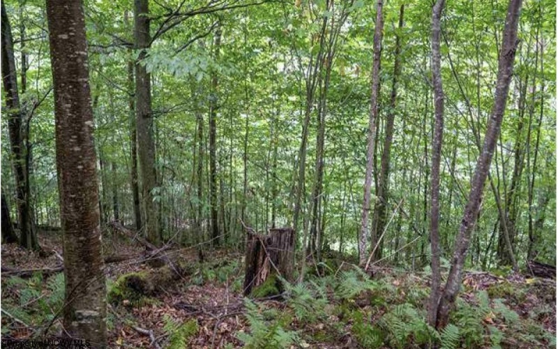 TBD Yellow House Lane, Elkins, West Virginia 26241, 0 , 0 ,0,Lots/land,For Sale,Yellow House,0,10166479