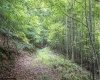 TBD Yellow House Lane, Elkins, West Virginia 26241, 0 , 0 ,0,Lots/land,For Sale,Yellow House,0,10166479