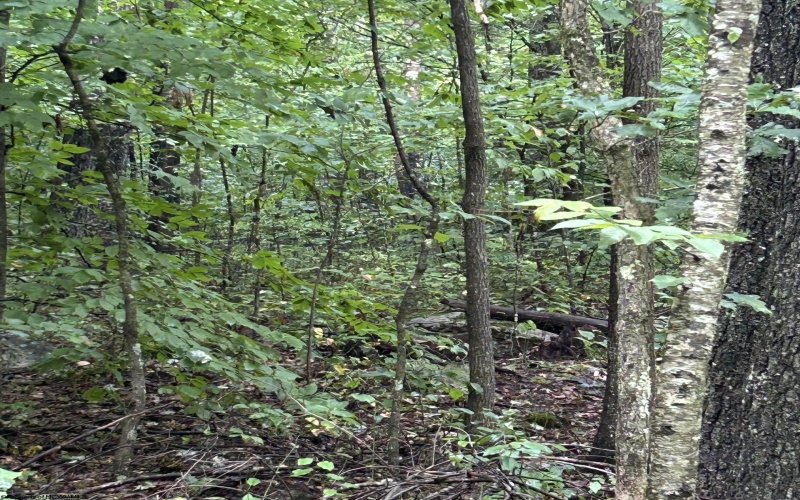TBD Big Bend Drive, Kingwood, West Virginia 26537, 0 , 0 ,0,Lots/land,For Sale,Big Bend,0,10166477