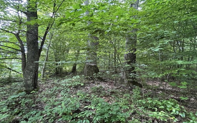 TBD Big Bend Drive, Kingwood, West Virginia 26537, 0 , 0 ,0,Lots/land,For Sale,Big Bend,0,10166477