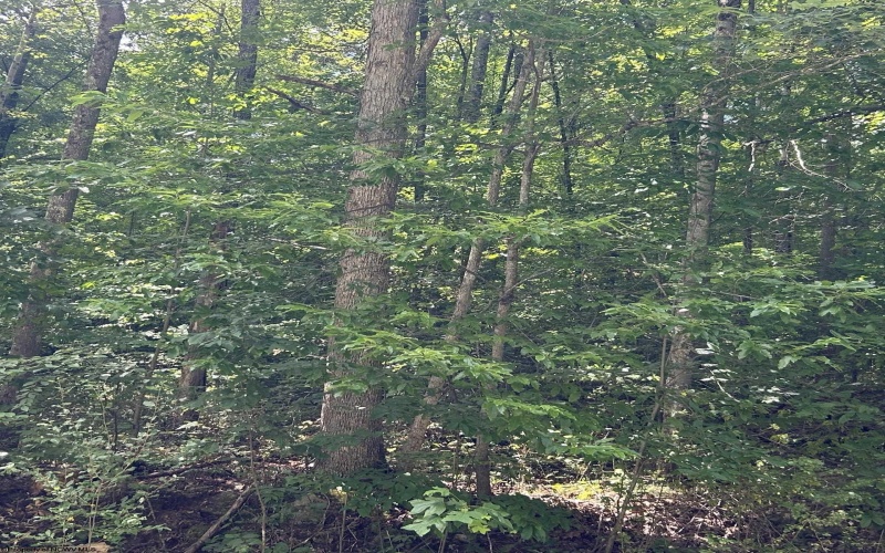 TBD Big Bend Drive, Kingwood, West Virginia 26537, 0 , 0 ,0,Lots/land,For Sale,Big Bend,0,10166477