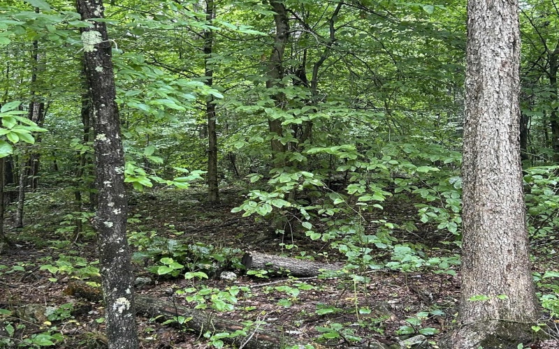 TBD Big Bend Drive, Kingwood, West Virginia 26537, 0 , 0 ,0,Lots/land,For Sale,Big Bend,0,10166477