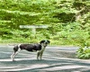 Lot 9 Chickadee Drive, Davis, West Virginia 26260-0000, 0 , 0 ,0,Lots/land,For Sale,Chickadee,0,10166498