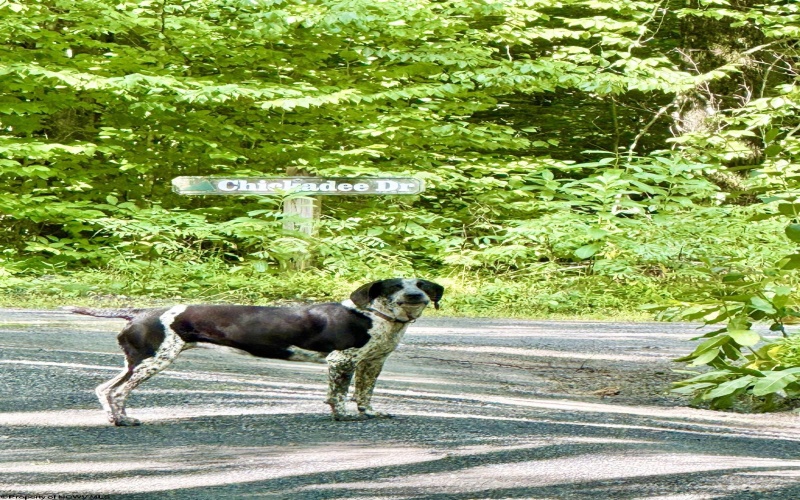 Lot 9 Chickadee Drive, Davis, West Virginia 26260-0000, 0 , 0 ,0,Lots/land,For Sale,Chickadee,0,10166498