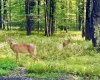 Lot 9 Chickadee Drive, Davis, West Virginia 26260-0000, 0 , 0 ,0,Lots/land,For Sale,Chickadee,0,10166498