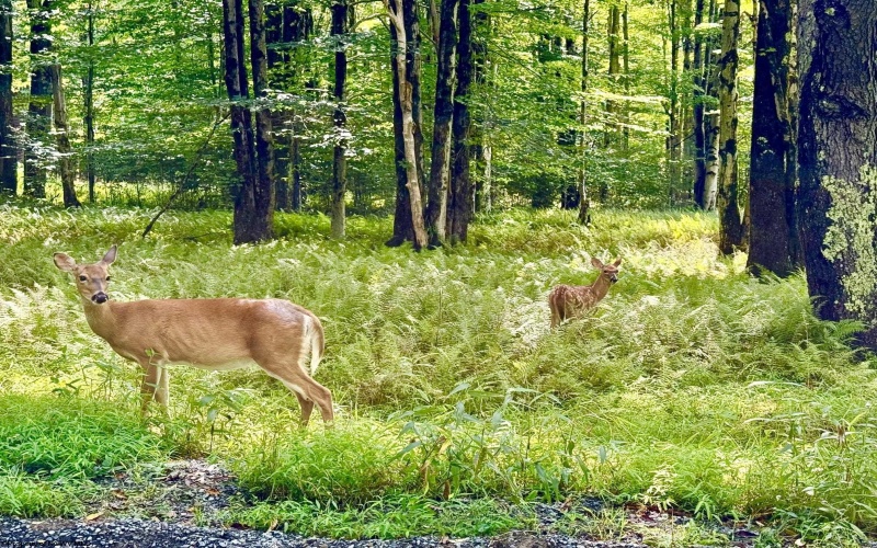 Lot 9 Chickadee Drive, Davis, West Virginia 26260-0000, 0 , 0 ,0,Lots/land,For Sale,Chickadee,0,10166498