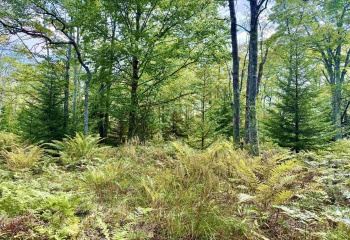 Lot 9 Chickadee Drive, Davis, West Virginia 26260-0000, 0 , 0 ,0,Lots/land,For Sale,Chickadee,0,10166498