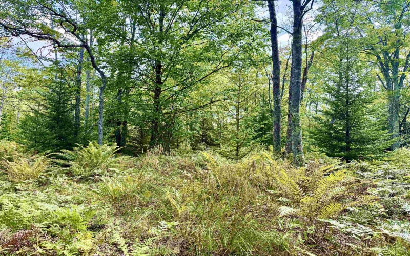Lot 9 Chickadee Drive, Davis, West Virginia 26260-0000, 0 , 0 ,0,Lots/land,For Sale,Chickadee,0,10166498