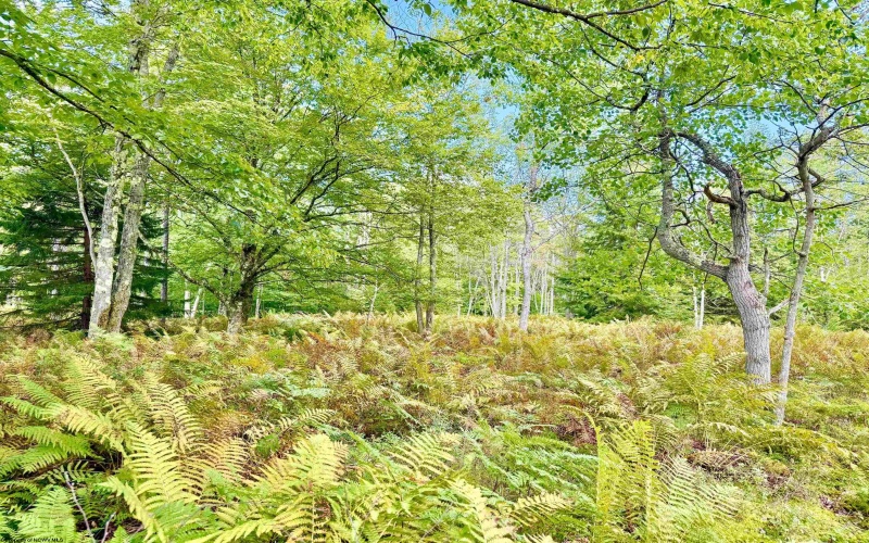 Lot 9 Chickadee Drive, Davis, West Virginia 26260-0000, 0 , 0 ,0,Lots/land,For Sale,Chickadee,0,10166498