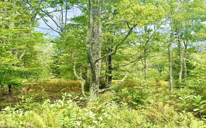 Lot 9 Chickadee Drive, Davis, West Virginia 26260-0000, 0 , 0 ,0,Lots/land,For Sale,Chickadee,0,10166498