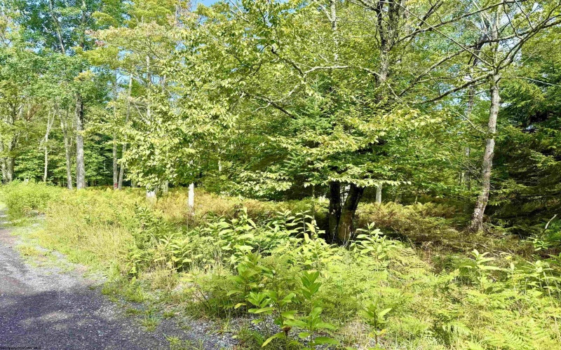 Lot 9 Chickadee Drive, Davis, West Virginia 26260-0000, 0 , 0 ,0,Lots/land,For Sale,Chickadee,0,10166498
