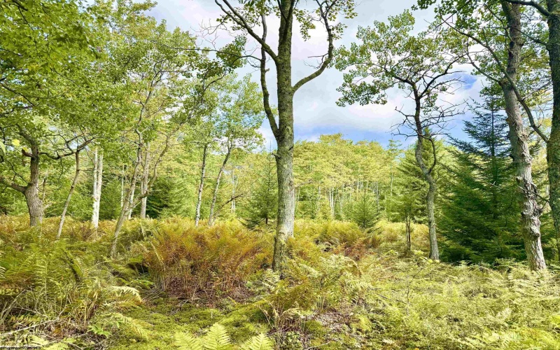 Lot 9 Chickadee Drive, Davis, West Virginia 26260-0000, 0 , 0 ,0,Lots/land,For Sale,Chickadee,0,10166498