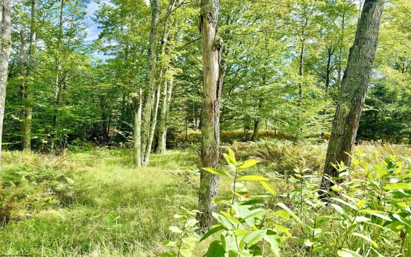 Lot 9 Chickadee Drive, Davis, West Virginia 26260-0000, 0 , 0 ,0,Lots/land,For Sale,Chickadee,0,10166498