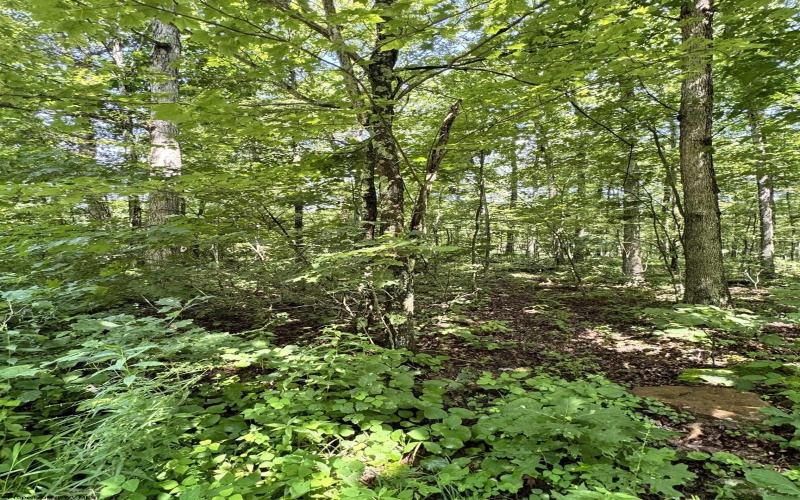 TBD Woodview Drive, Bruceton Mills, West Virginia 26525, 0 , 0 ,0,Lots/land,For Sale,Woodview,0,10166493