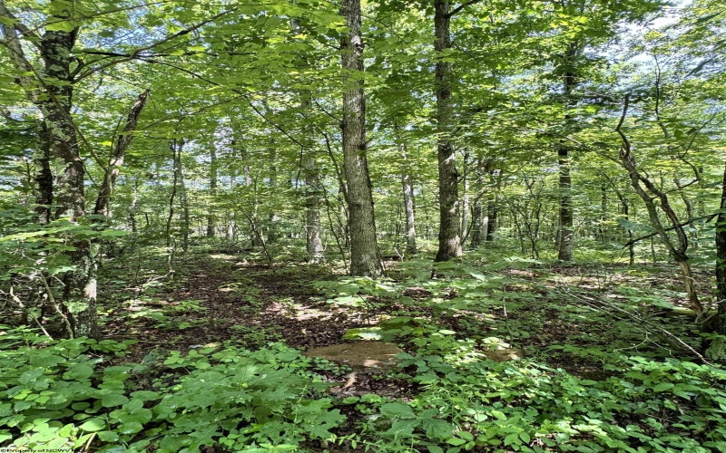 TBD Woodview Drive, Bruceton Mills, West Virginia 26525, 0 , 0 ,0,Lots/land,For Sale,Woodview,0,10166493