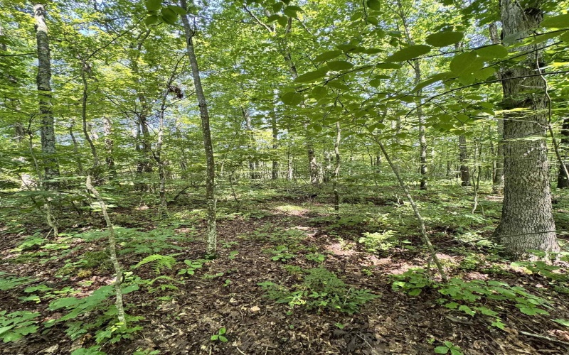 TBD Woodview Drive, Bruceton Mills, West Virginia 26525, 0 , 0 ,0,Lots/land,For Sale,Woodview,0,10166493